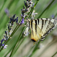 prime uscite sui fiori di utente cancellato