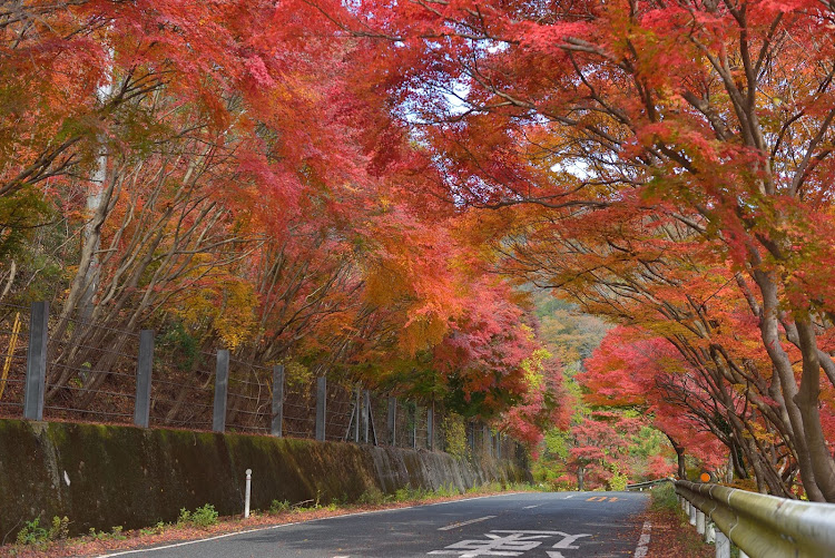 の投稿画像5枚目