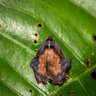 Macaduma Moth