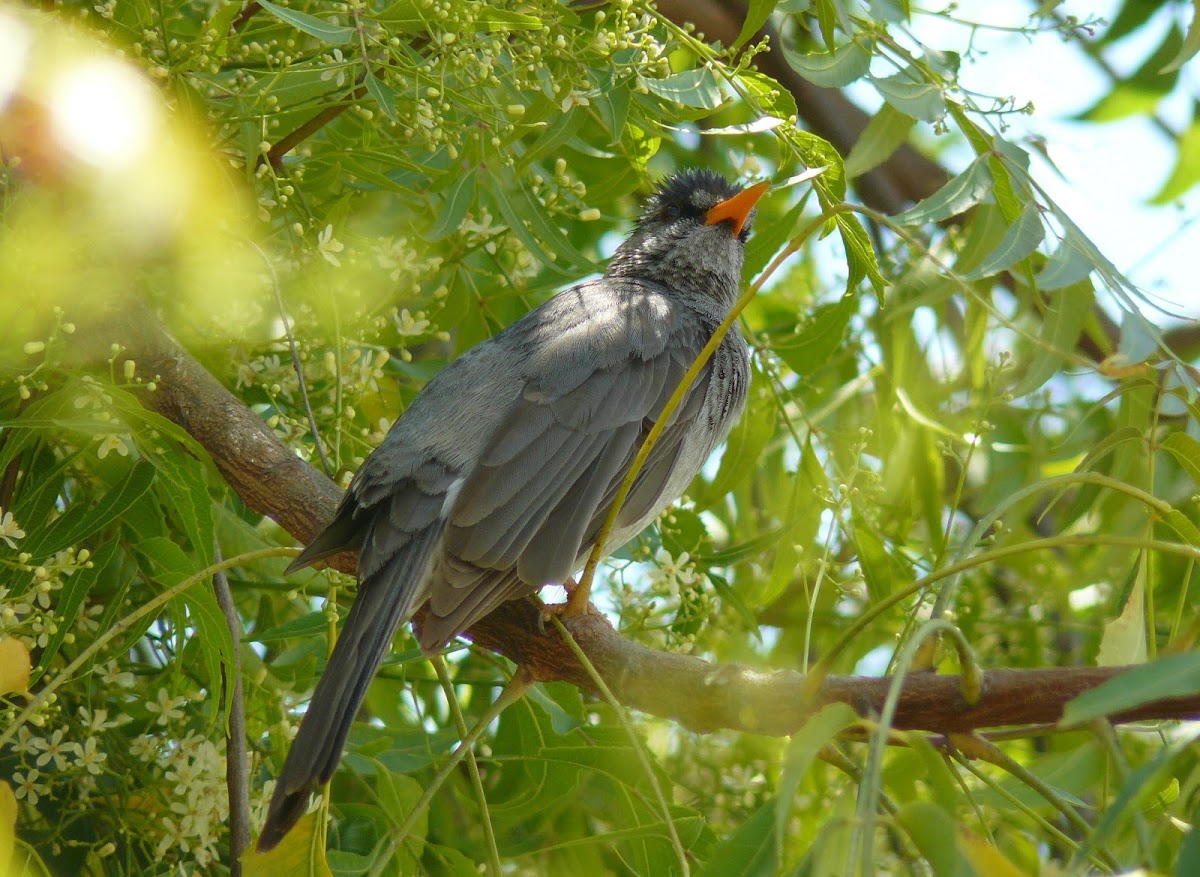 Madagascar bulbul