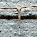 Plume Moth