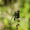 Eastern Pondhawk Dragonfly (female)