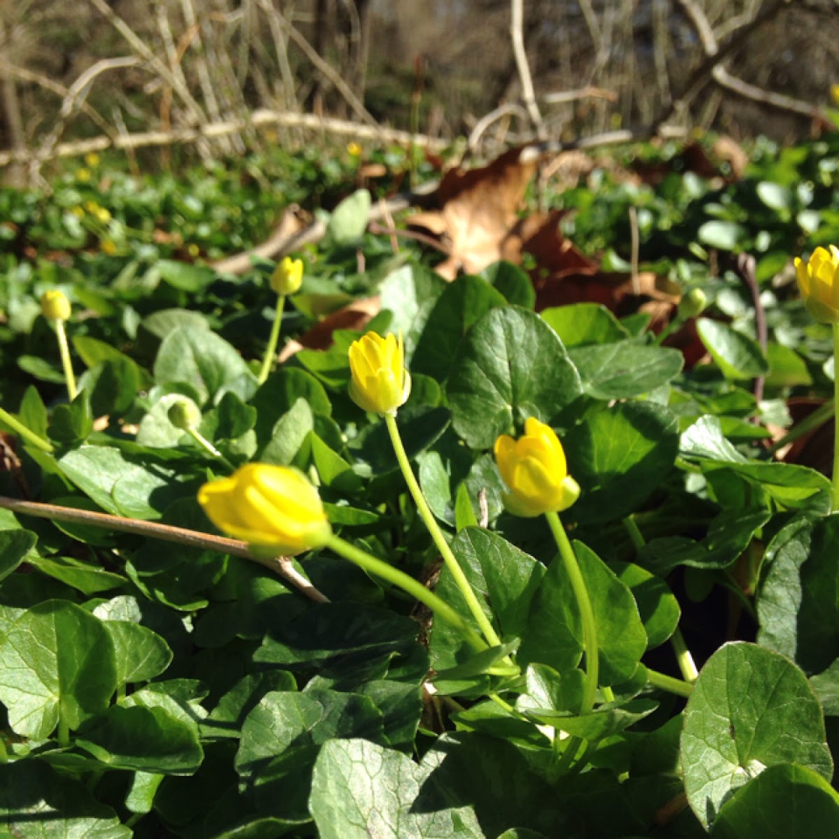 Lesser Celadine