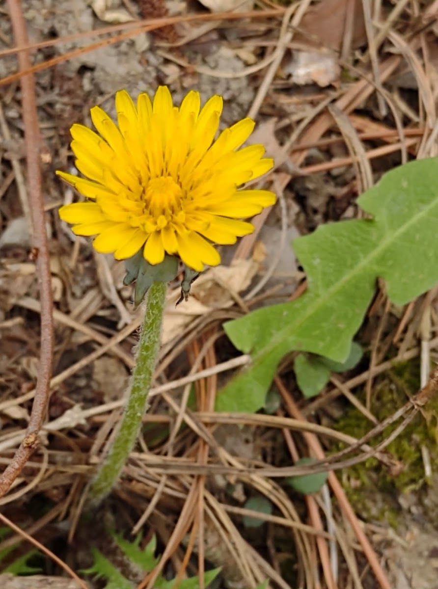 Dandelion