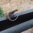 Cuban Brown Anole