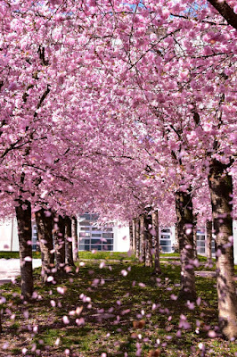 Danza di primavera di elisabettaZürcherbruschi