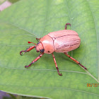 Beetle