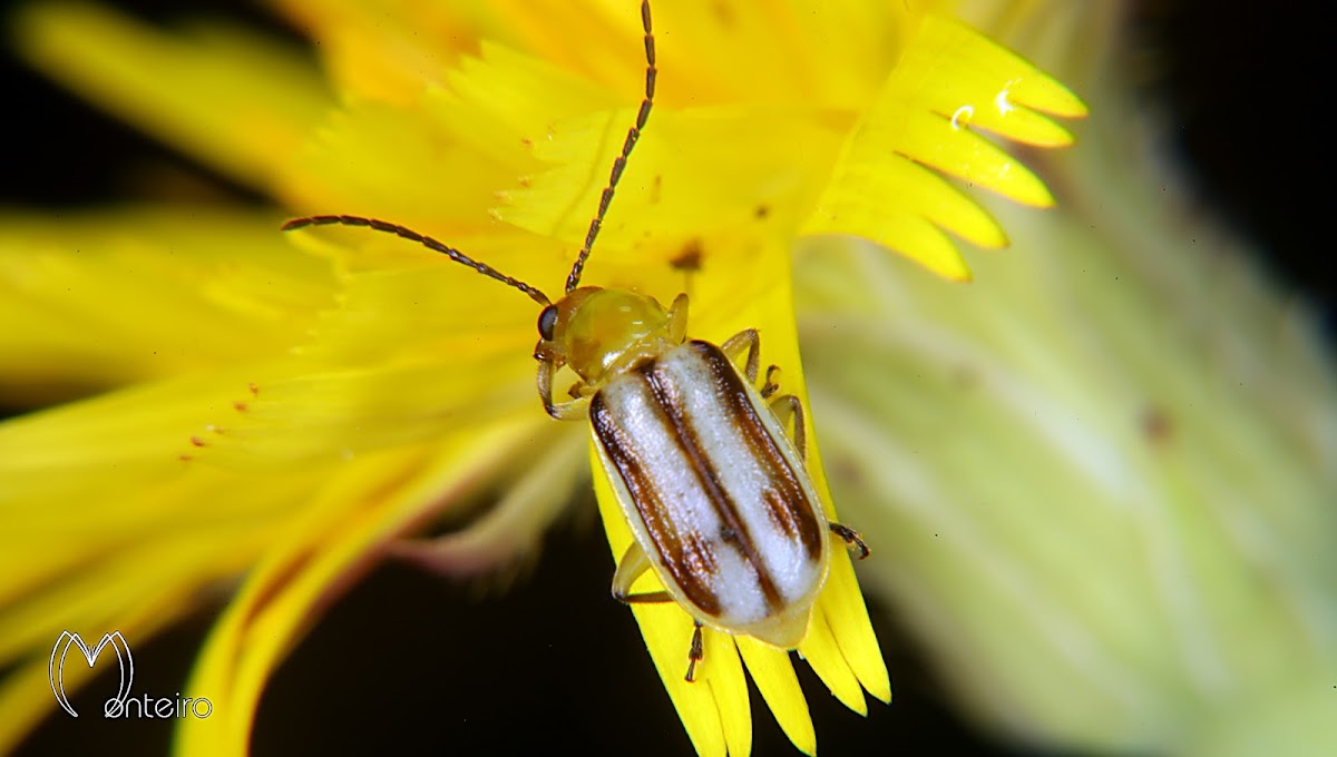 Root worm beetle