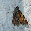 Painted lady