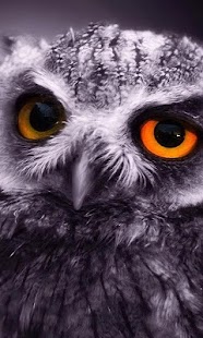 How to mod little owl wallpaper 1.1 unlimited apk for pc