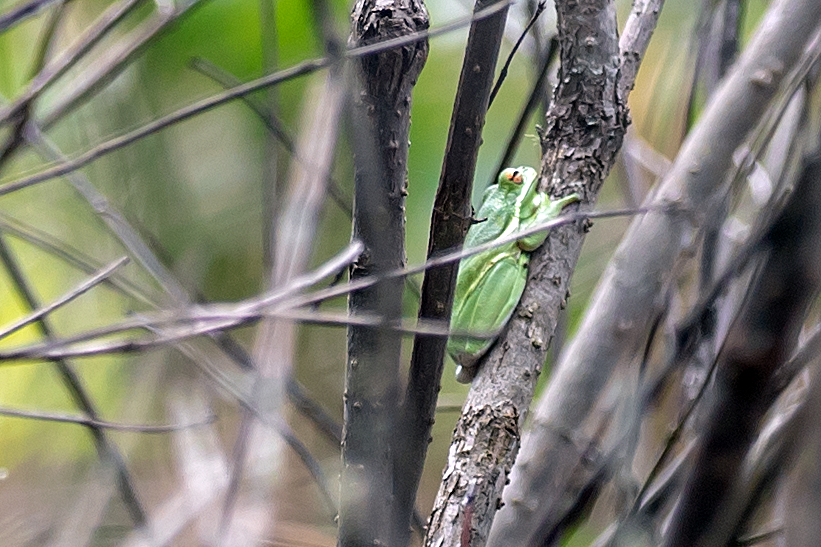 Green Tree Frog