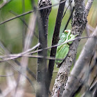 Green Tree Frog