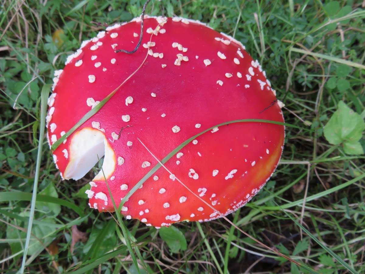 Fly Agaric Mushroom