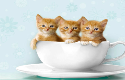 Tea Time chrome extension
