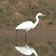 Intermediate Egret