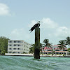 Magnificent frigatebird