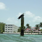 Magnificent frigatebird