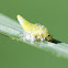 Meadow Spittlebug