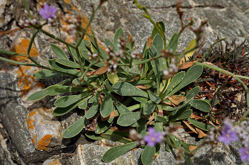 Limonium binervosum