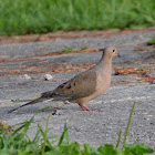 Mourning dove