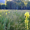 yellow toadflax