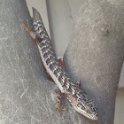 San Diego Alligator Lizard