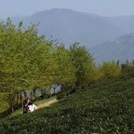 山上人家森林農場