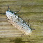 Leopard Moth