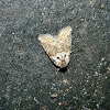 Bryophila moth