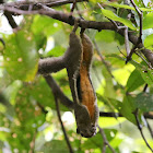 Plantain Squirrel