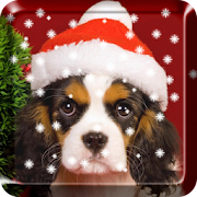 Christmas  PRO Live Wallpaper  Icon