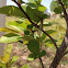 Western chokecherry