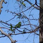 Monk Parakeet