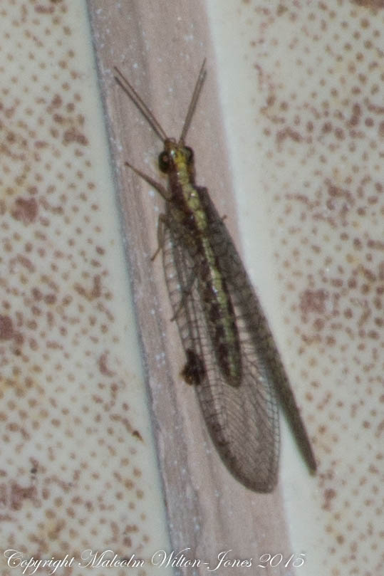 Brownish Lacewing