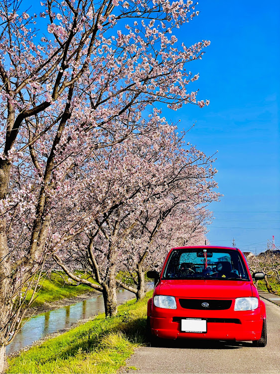 ミラのiPhone12Pro・桜と愛車・めざせPickupcarsに関するカスタム事例の投稿画像2枚目