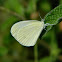 Wood white