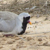 Namaqua dove