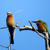 White-fronted bee-eater