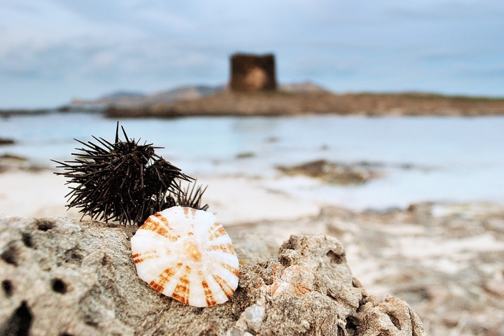 Biodiversità marine di Luca Gallozza