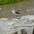 Greenshank