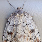 Geometrid Moth