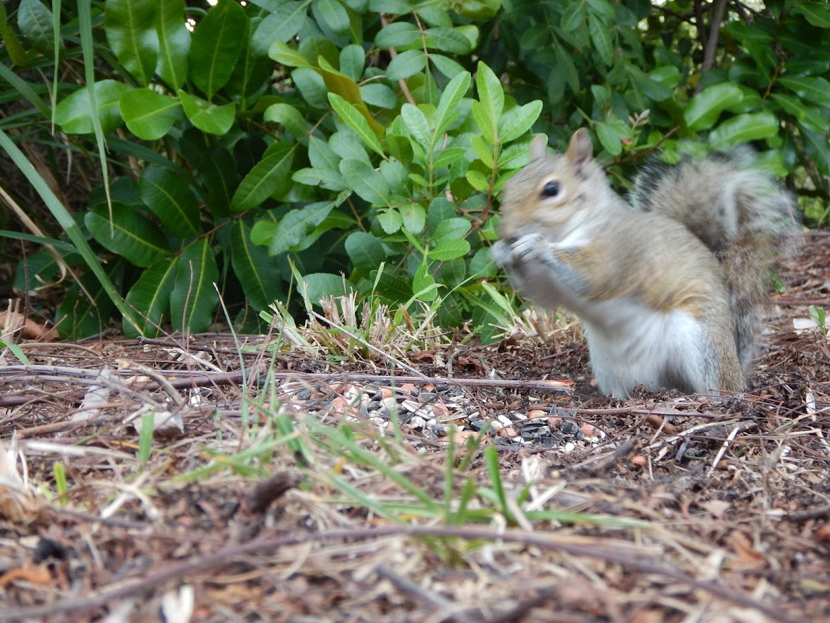 Eastern Grey Squirrel