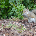 Eastern Grey Squirrel