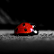 Item logo image for Ladybug