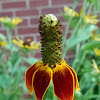 Prairie coneflower or Mexican Hat