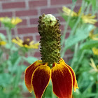 Prairie coneflower or Mexican Hat