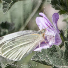 Small White