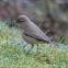 Chiffchaff