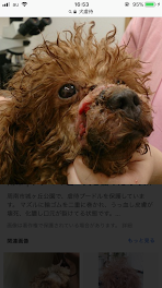 犬と私の過去