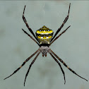 signature spider